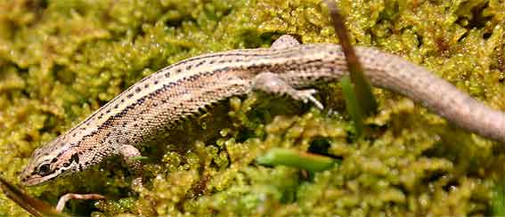Viviparous Lizard (Zootoca vivipara)