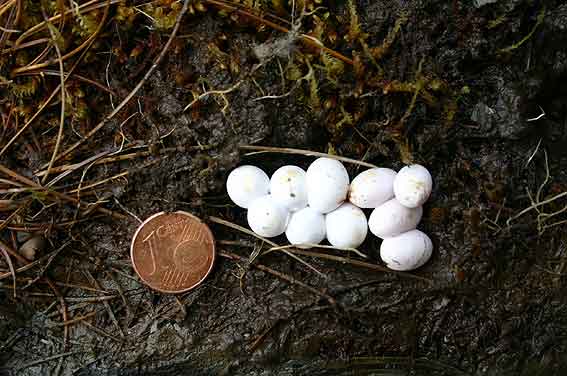 eggs of Viviparous Lizard (Zootoca vivipara) - it is noted that the round, copper thing is not an egg
