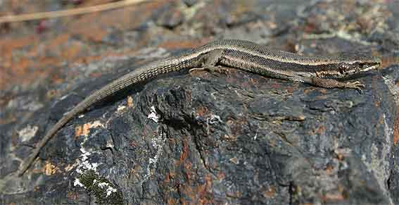 Aran Rock Lizard (Iberolacerta aranica)