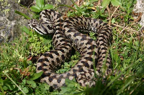 Asp Viper (Vipera aspis)