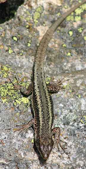 less typical Pyrenean Rock Lizard (Iberolacerta bonnali)