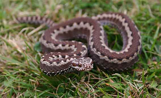 animal showing the so-called bilineata pattern