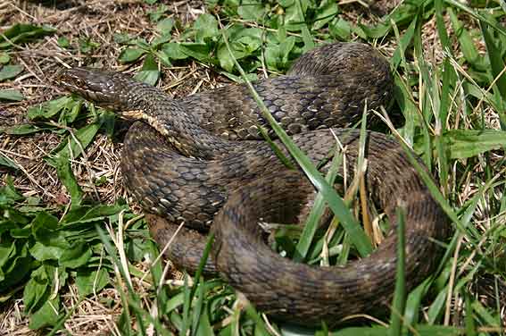 Viperine Snake (Natrix maura) - smelly as always