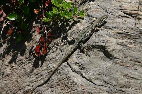 very common from Bagergue uptil the Cabana - Common Wall Lizard (Podarcis muralis)