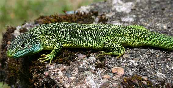 Western Green Lizard (Lacerta bilineata)