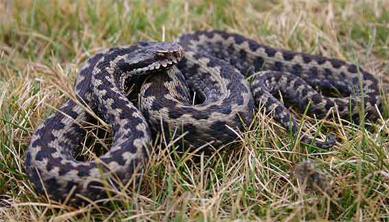 the first Seoane's Viper (Vipera seoanei)