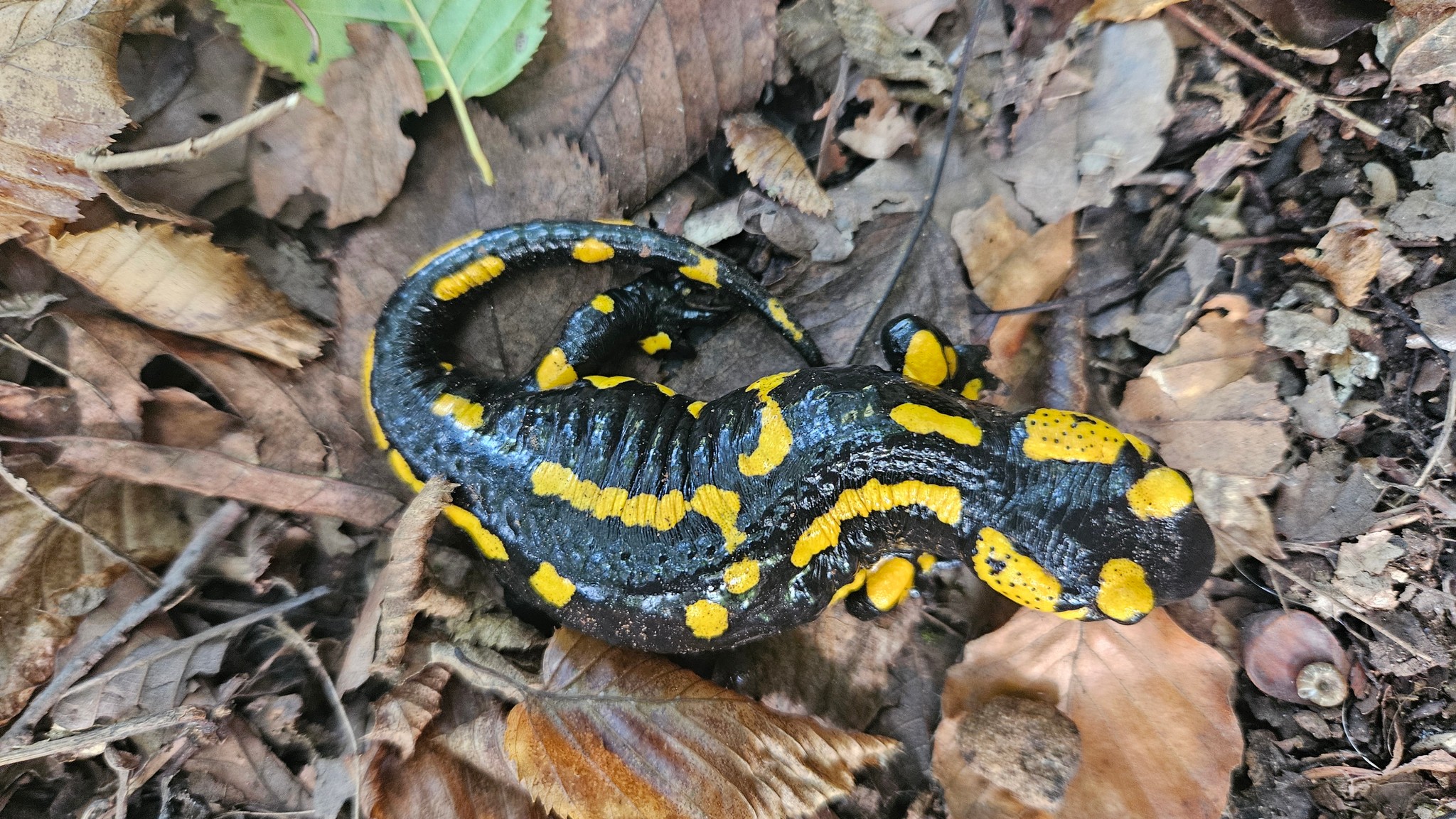 Salamandra salamandra salamandra 'Northern'