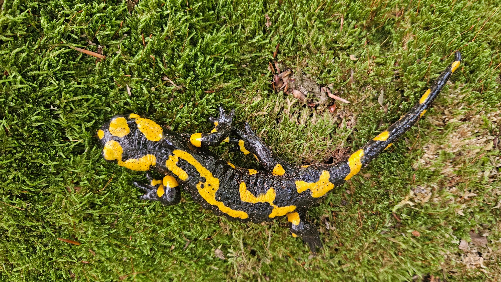 Salamandra salamandra salamandra 'Northern'