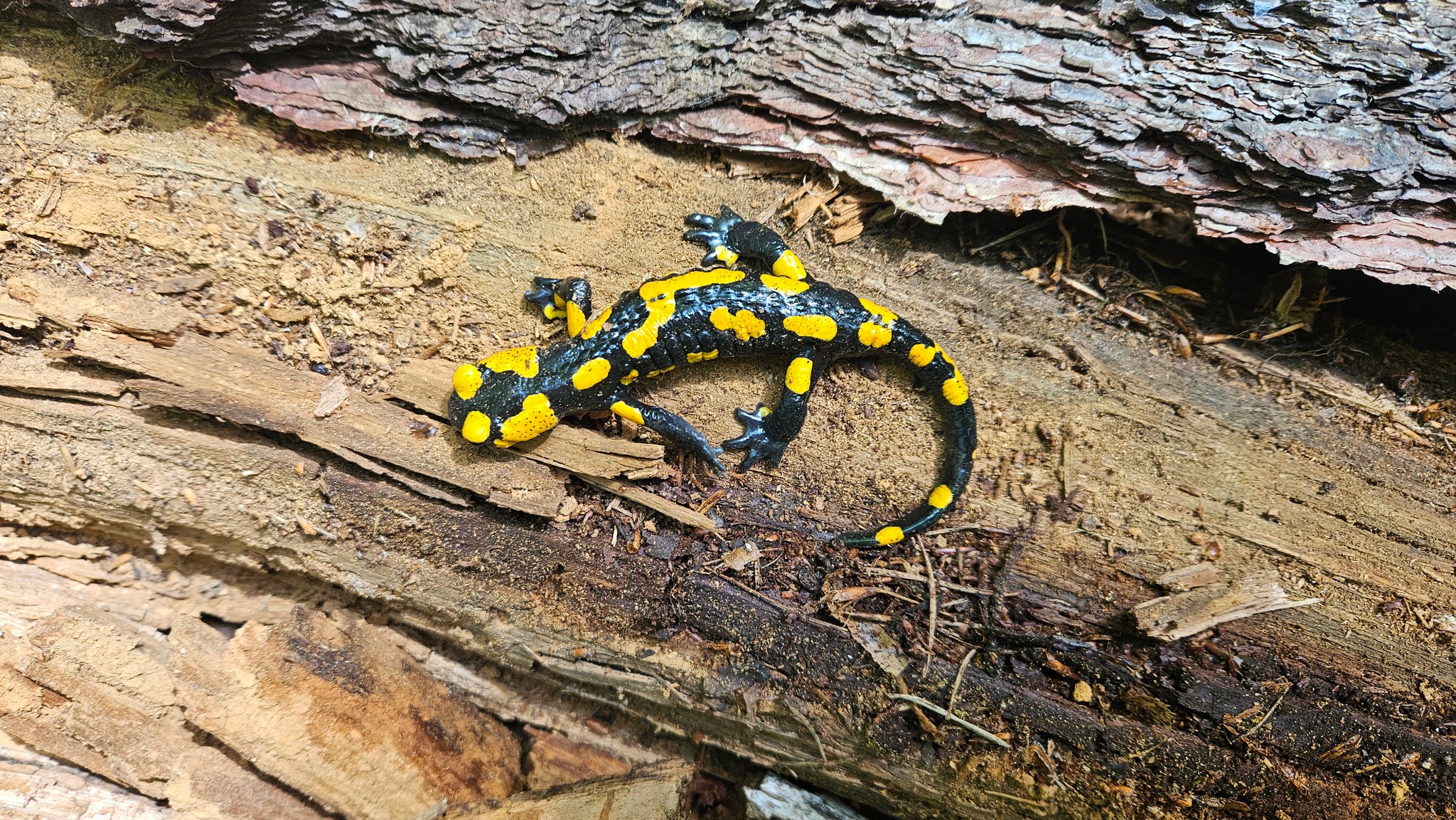 Salamandra salamandra salamandra 'Northern'