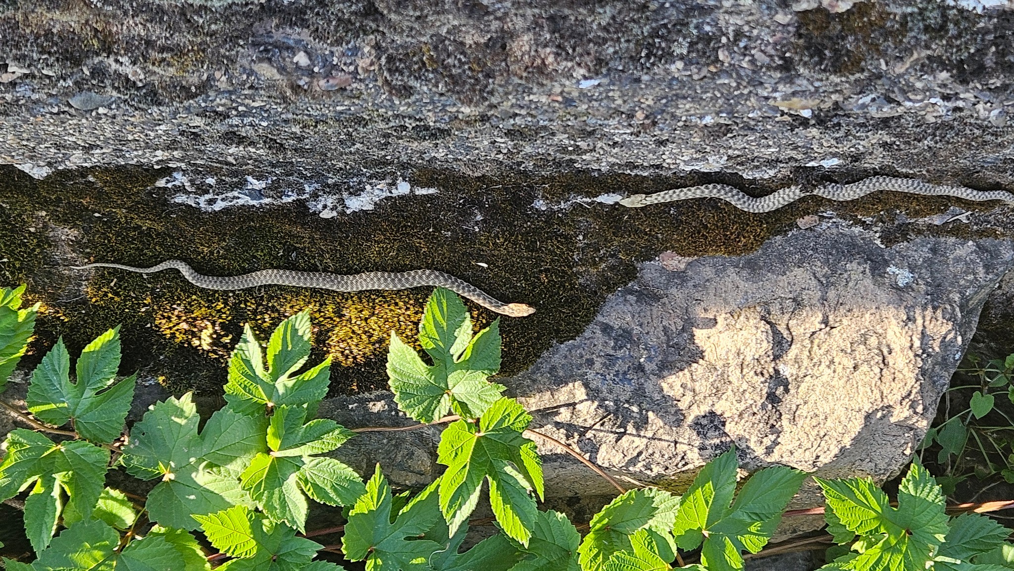 Dice Snake - Natrix tessellata