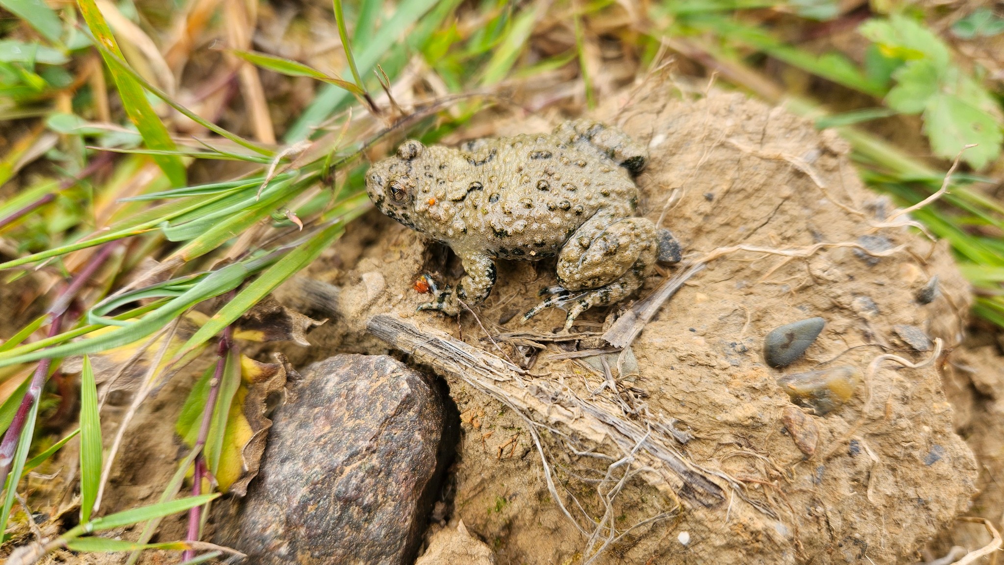 Yellow-bellied toad - Bombina variegata