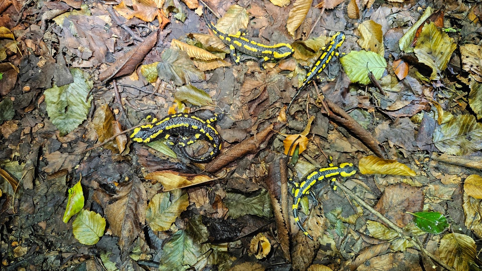 Fire Salamander - Salamandra salamandra terrestris