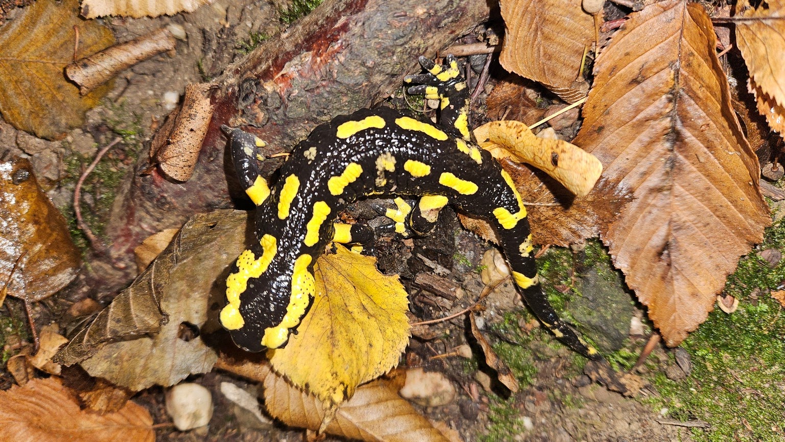 Fire Salamander - Salamandra salamandra terrestris