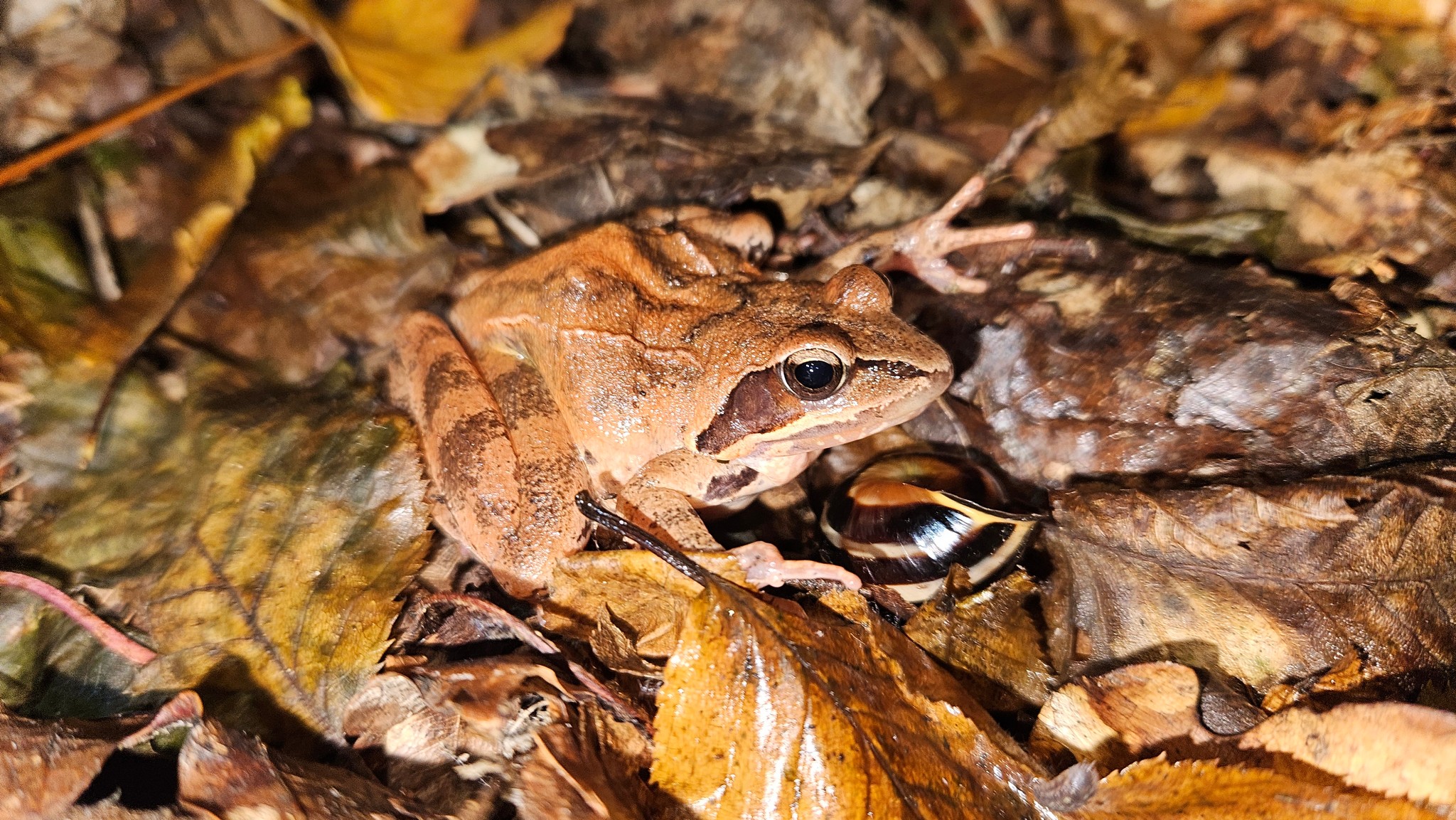 Agile Frog - Rana dalmatina