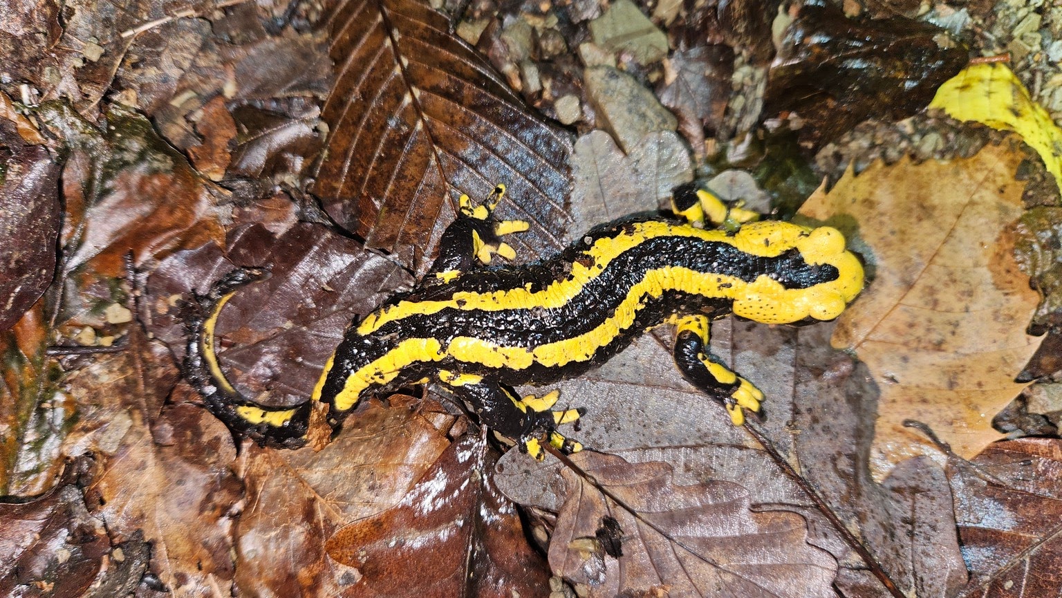 Fire Salamander - Salamandra salamandra terrestris