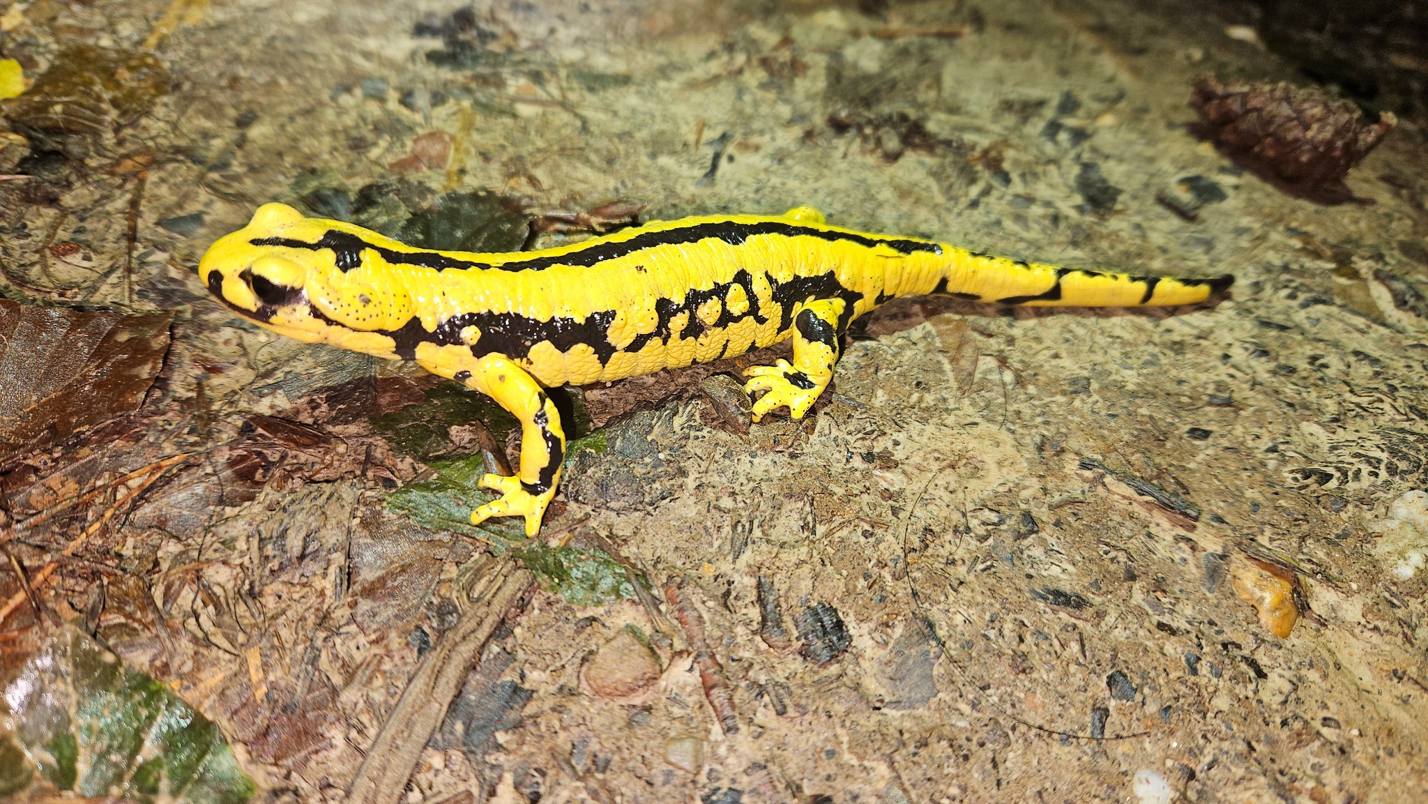 Fire Salamander - Salamandra salamandra terrestris