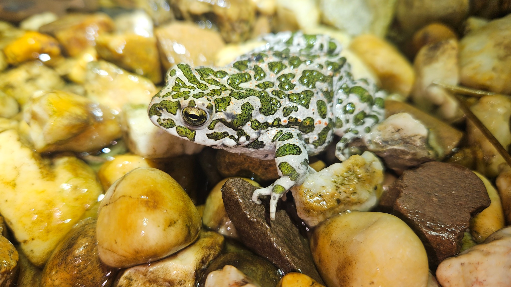 Green Toad - Bufotes viridis