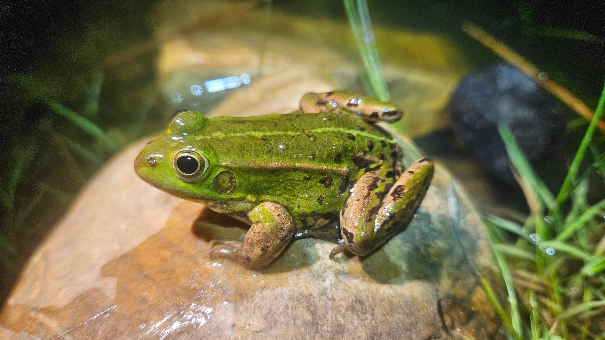 Pool Frog - Pelophylax lessonae