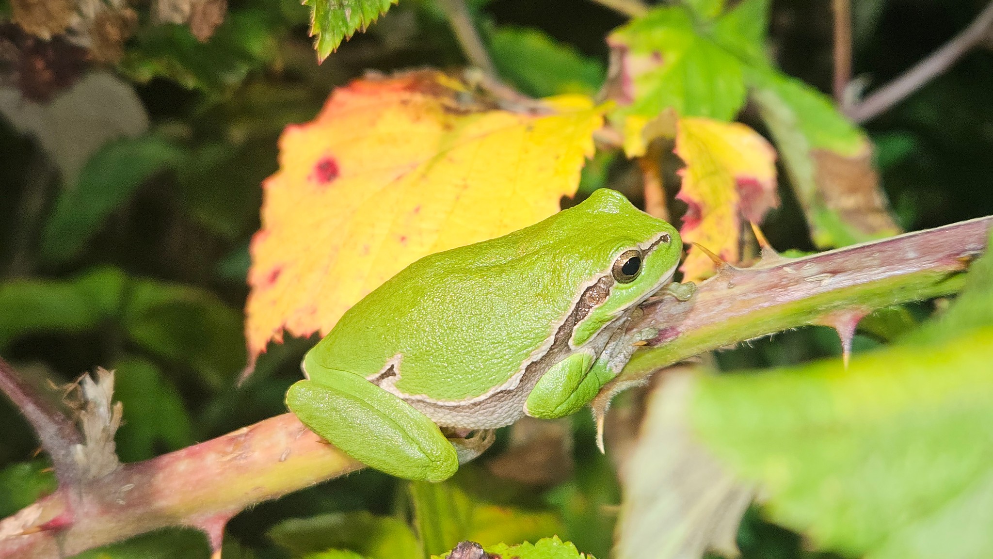 Common Tree Frog - Hyla arborea