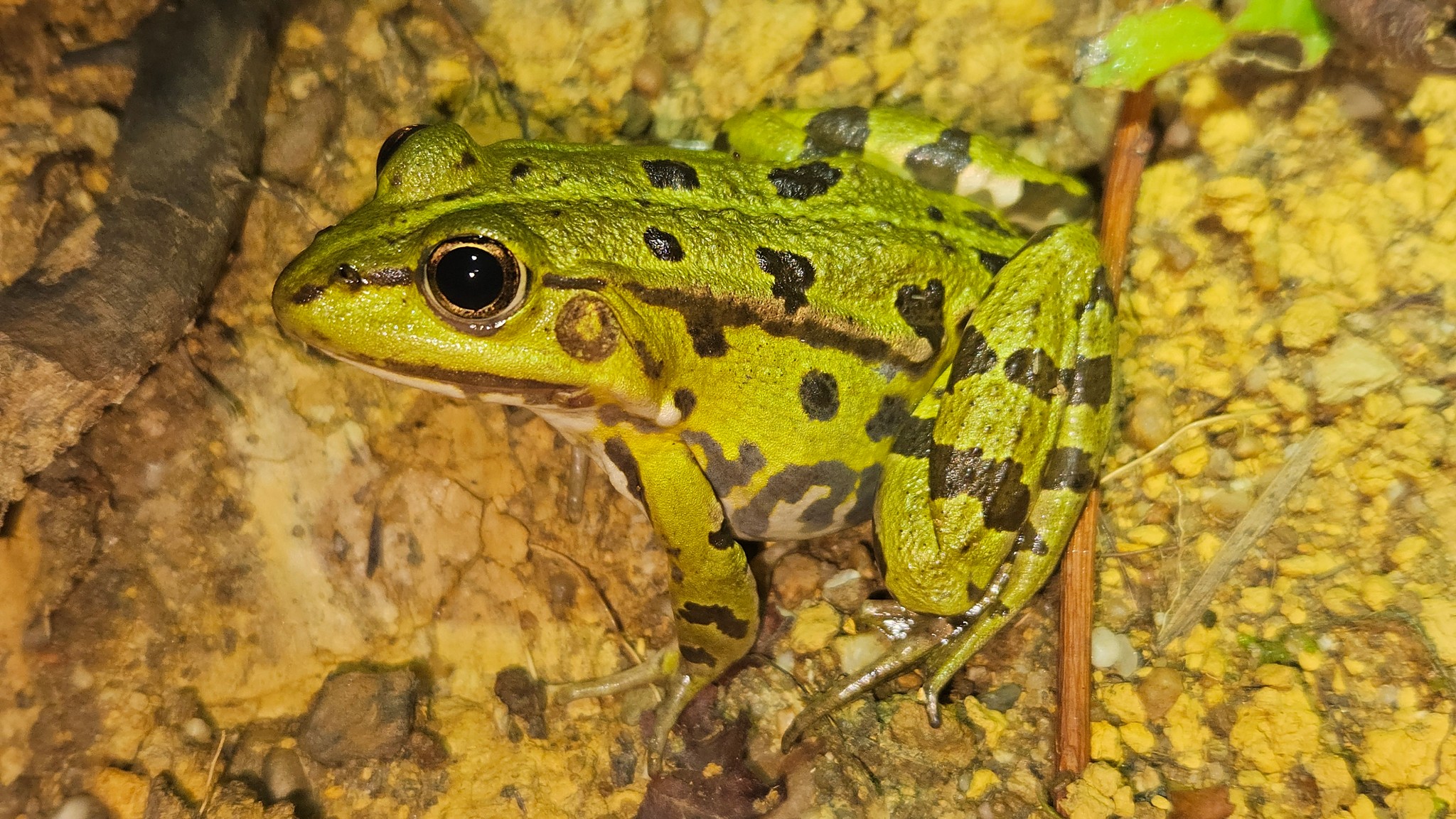 Edible Frog - Pelophylax kl. esculentus