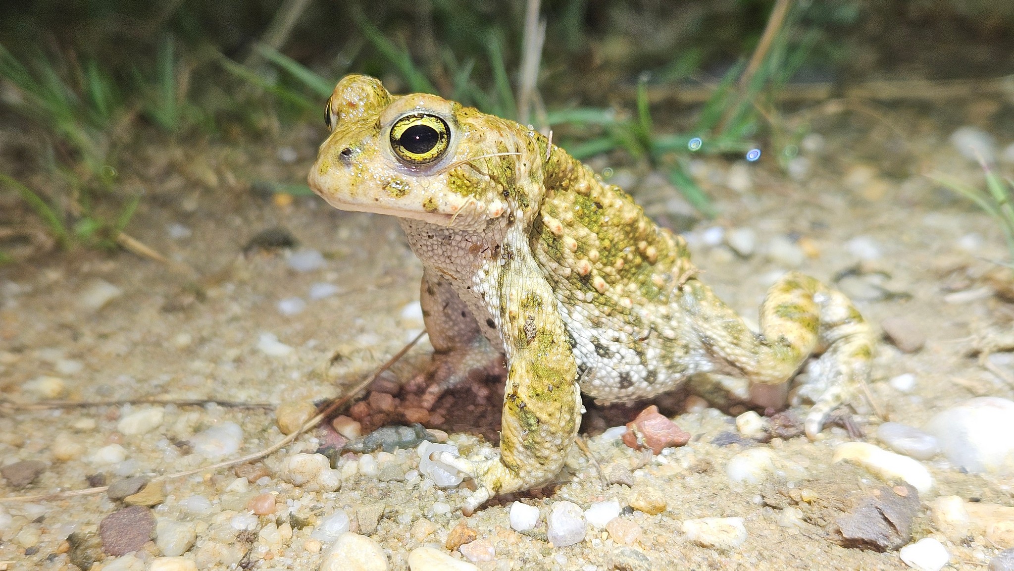Natterjack Toad - Epidalea calamita