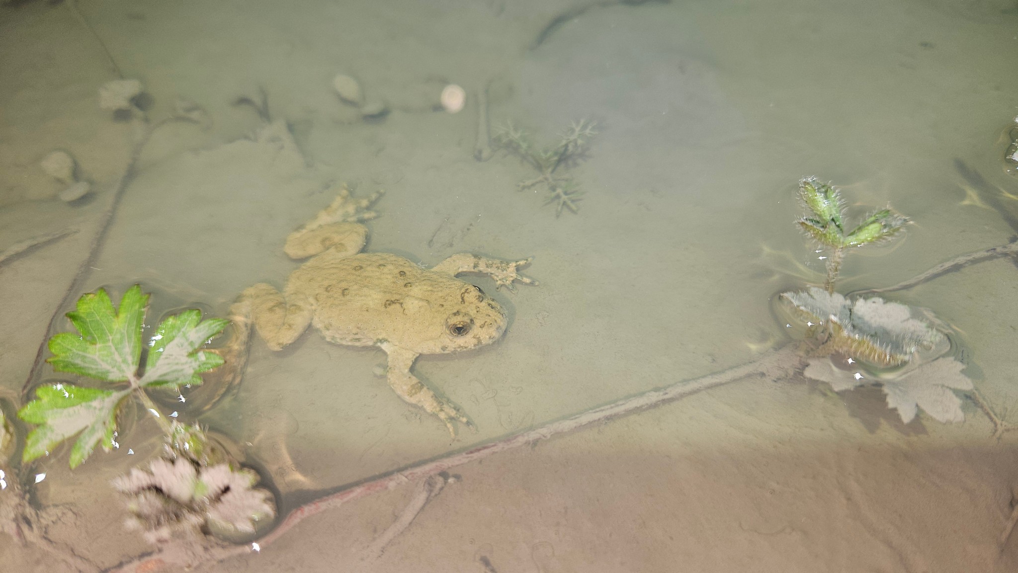 Yellow-bellied Toad - Bombina variegata