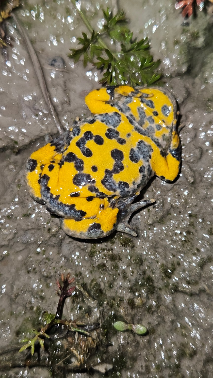 Yellow-bellied Toad - Bombina variegata