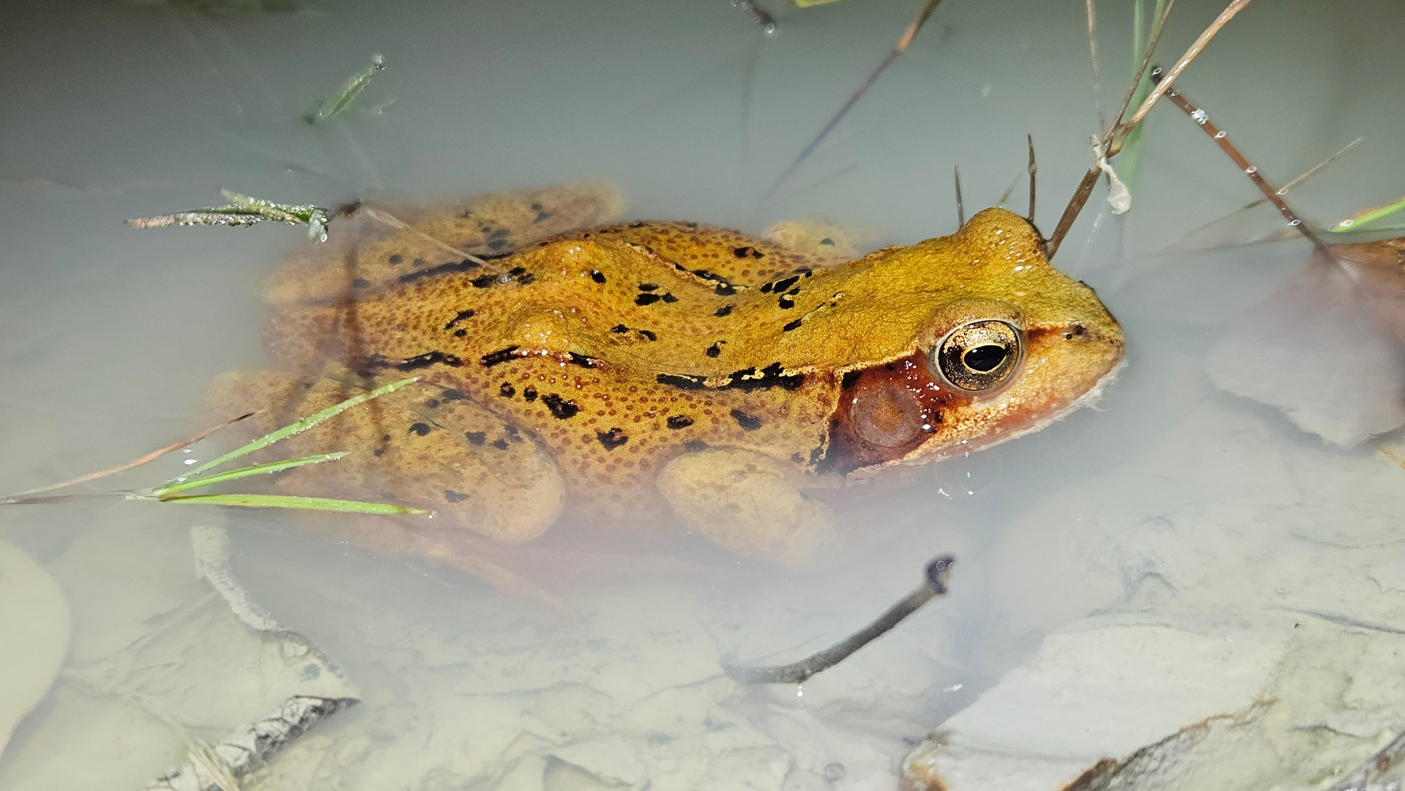 Common Frog - Rana temporaria