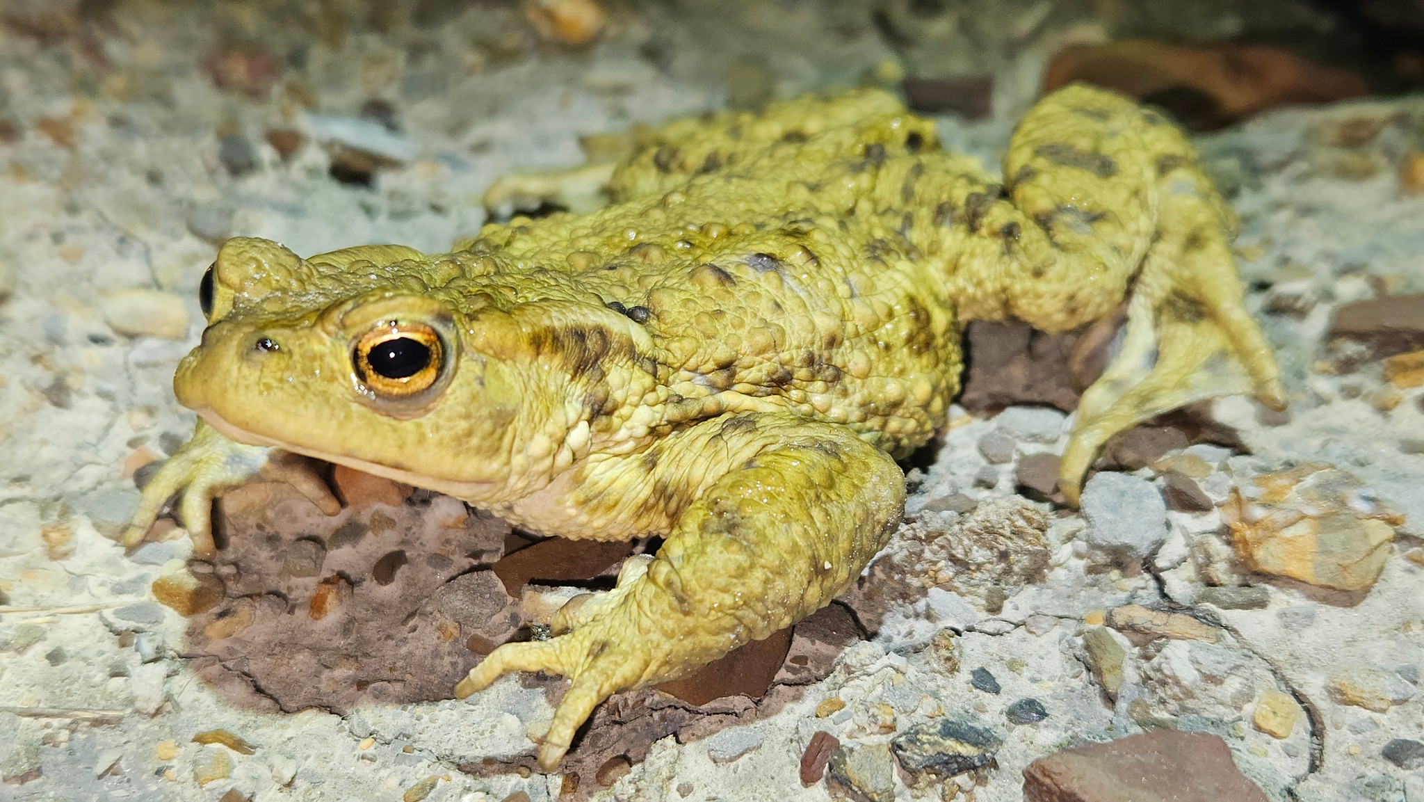 Common Toad - Bufo bufo