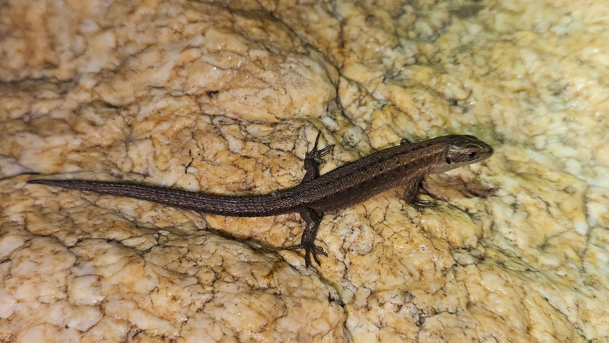 Viviparous Lizard - Zootoca vivipara
