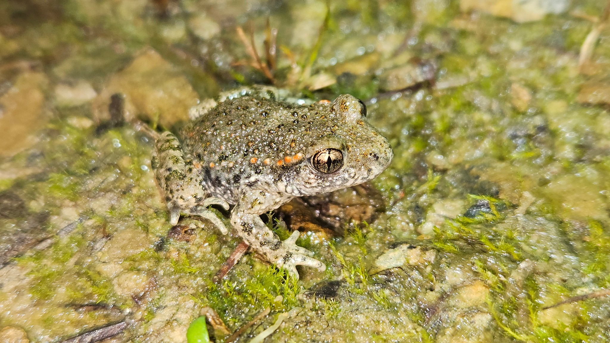 Common Midwife Toad - Alytes obstetricans
