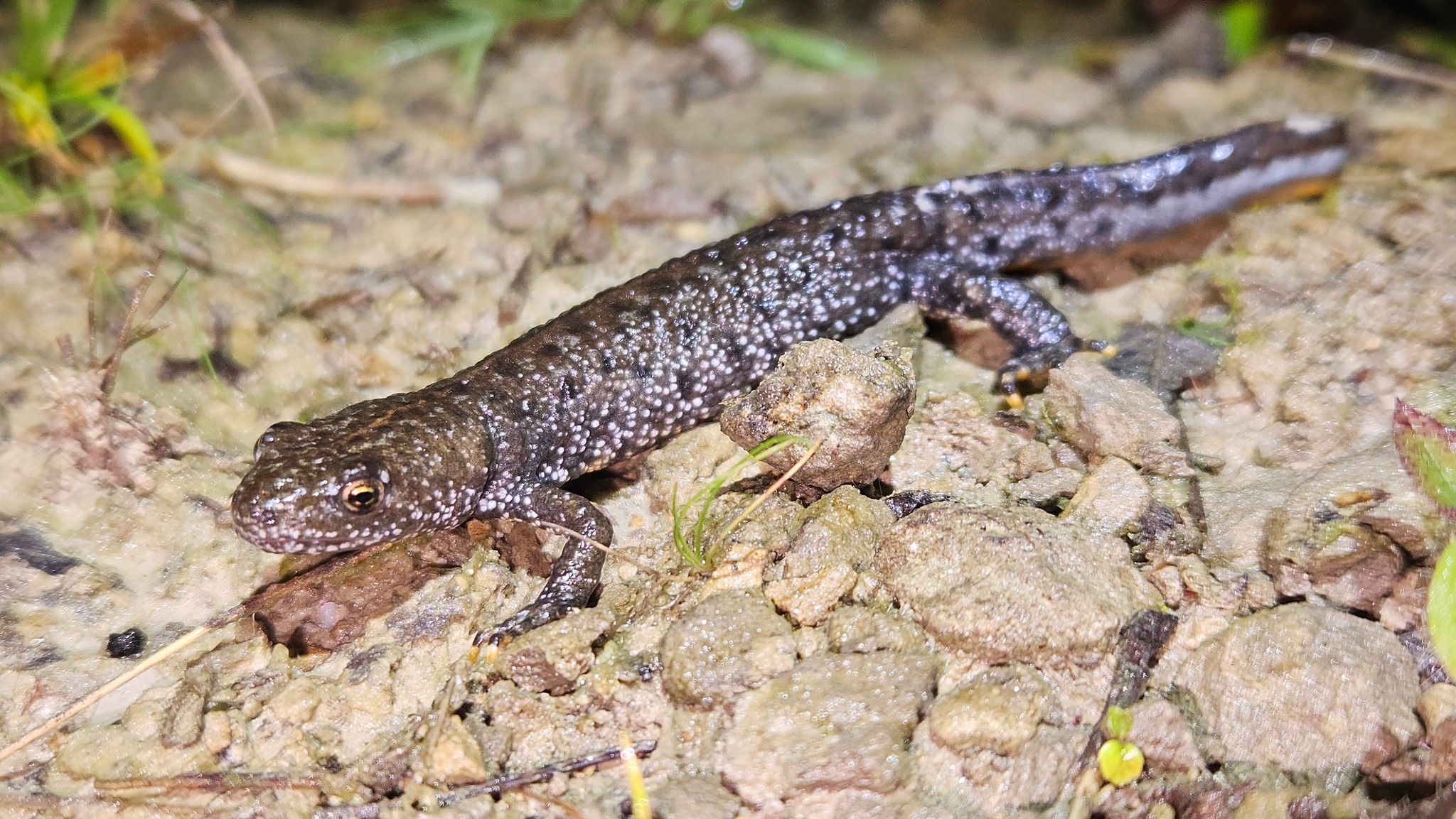Great Crested Newt - Triturus cristatus